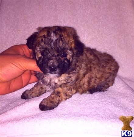 maltipoo puppy posted by NEW PUPPIES